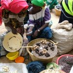 Pays Dogon Ende 204 - Marche femmes vendeuses - Mali