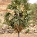 Pays Dogon 184 - Palmier - Mali