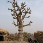 Pays Dogon Djiguibombo 024 - Baobab dans village - Mali