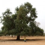 Pays Dogon 254 - Vieille & arbre - Mali