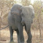 Mole Park 147 - Elephant face - Ghana