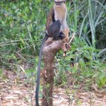 Est Tafi Atome 118 - Monkey sur tronc - Ghana