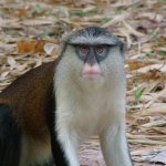 Est Tafi Atome 132 - Monkey etonne de face - Ghana