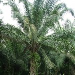 Est 016 - Vegetation cocotier - Ghana
