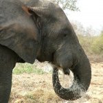 Mole Park 155 - Elephant tete boit - Ghana