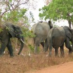 Mole Park 2 029 - Elephant au bord route - Ghana