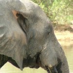 Mole Park 173 - Tete Elephant - Ghana