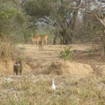 Mole Park 120 - Animaux savane - Ghana