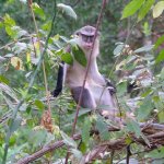 Est Tafi Atome 205 - Monkey dans foret - Ghana