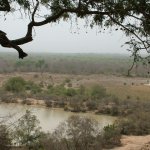 Mole Park 2 002 - Savane vu d'en haut - Ghana