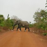 Mole Park 2 019 - Elephant traverse route - Ghana
