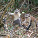 Est Tafi Atome 277 - Les 3 Monkeys - Ghana