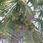 Elmina 104 - Cocotier, noix de cocos - Ghana