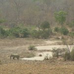 Mole Park 2 009 - Elephant et mare - Ghana