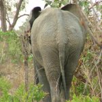 Mole Park 2 051 - Derriere elephant dans savane - Ghana