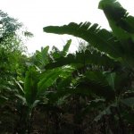 Est Amedzofe 031 - Foret tropicale bananiers - Ghana