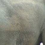 Mole Park 2 065 - Peau elephant - Ghana