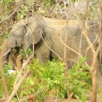 Mole Park 2 042 - Elephant dans savane - Ghana