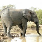 Mole Park 160 - Elephant boit cote - Ghana