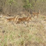 Mole Park 119 - Antilope courrent - Ghana