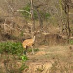 Mole Park 089 - Antilope - Ghana