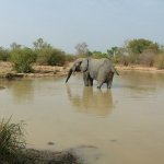 Mole Park 179 - Elephant dans marre - Ghana