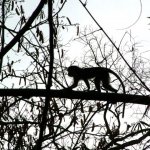 Est Tafi Atome 181 - Monkey contre jour dans arbre - Ghana
