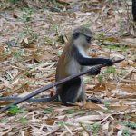 Est Tafi Atome 128 - Monkey trafique gros haricot - Ghana