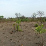 Mole Park 095 - Savane vegetation - Ghana