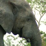 Mole Park 2 071 - Elephant de dos - Ghana