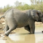 Mole Park 165 - Elephant rentre dans l'eau - Ghana