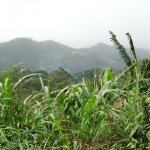 Est Amedzofe 022 - Vegetation et collines - Ghana