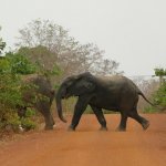 Mole Park 2 026 - Elephants traverse route - Ghana