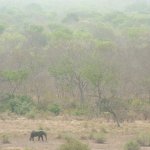 Mole Park 2 004 - Elephant et savane de loin - Ghana