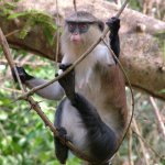Est Tafi Atome 234 - Monkey sur liane - Ghana