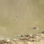 Mole Park 134 - Crocodiles - Ghana