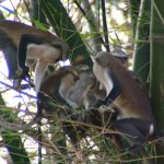 Est Tafi Atome 175 - Monkeys family dans arbres - Ghana