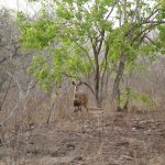 Mole Park 2 081 - Antilope - Ghana