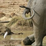 Mole Park 169 - Derriere Elephant - Ghana