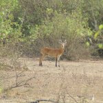 Mole Park 112 - Antilope - Ghana