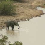 Mole Park 2 016 - Elephant se baigne mare - Ghana
