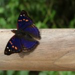 Iguazu 128 - Papillon bleu - Argentine