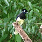 Iguazu 050 - Oiseau jaune bleu - Argentine