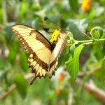 Iguazu 058 - Papillon jaune sur fleur - Argentine