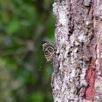 Iguazu 114 - Papillon derriere arbre - Argentine