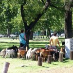 Buenos Aires 011 - Promenade chiens - Argentine