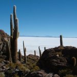 Salar d'uyuni 101 - Isla Pescado cactus - Bolivie