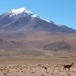Salar d'uyuni 191 - Montagne et lama - Bolivie
