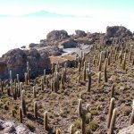 Salar d'uyuni 115 - Isla Pescado cactus - Bolivie