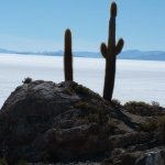 Salar d'uyuni 067 - Isla Pescado cactus - Bolivie